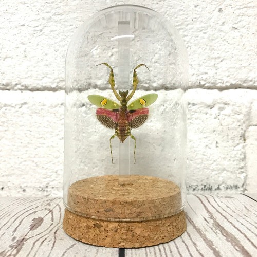 Jewelled flower mantis - flower,