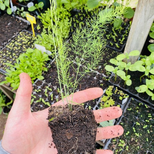 Asparagus jumbo organic plug - 2,