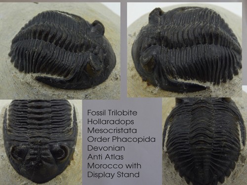 Fossil trilobite hollaradops - trilobite,