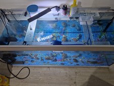 5ft fish tank aquarium Acua