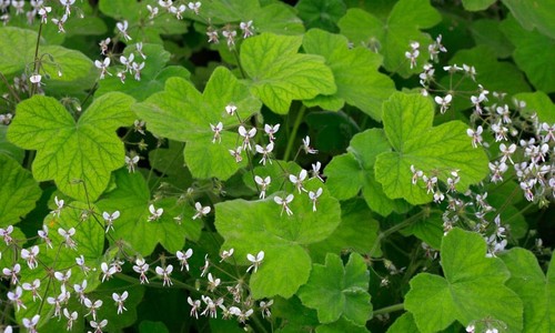 Pelargonium tomentosum plant - ,