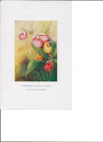 Cypripedium state flower - cypripedium-,