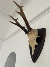 Fine Antlers of a Roe Deer 626