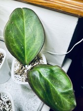 Peperomia Obtusifolia