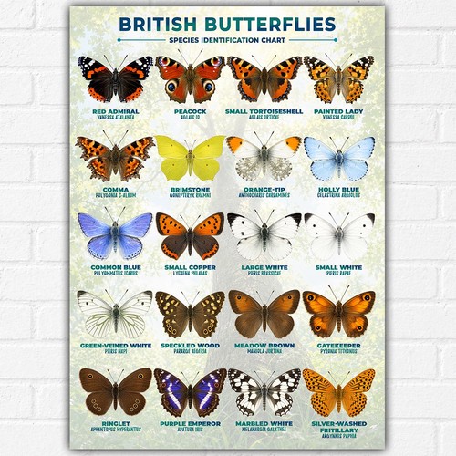 British butterflies poster - butterflies, a3
