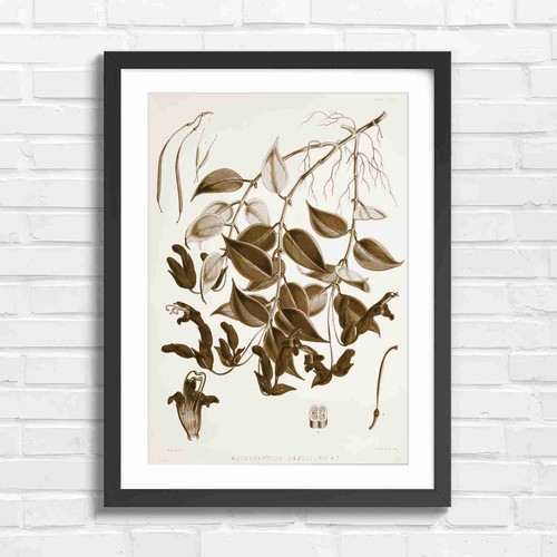 Vintage red lobedelia vine - vintage,