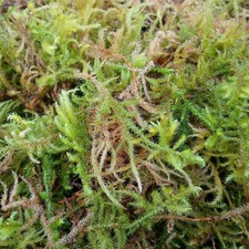 Sphagnum Moss - Live Fresh