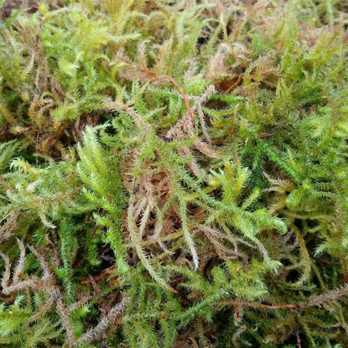 Sphagnum moss live fresh - sphagnum,