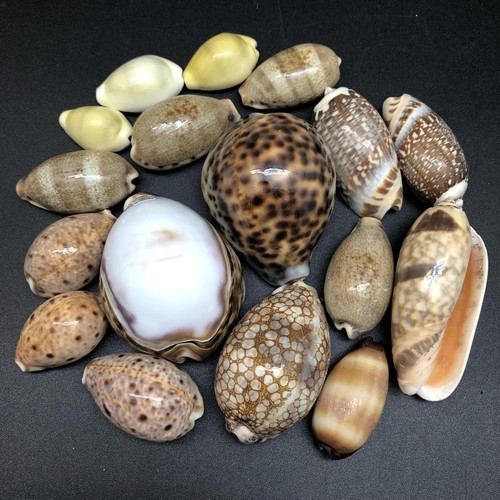 17pc assorted polished tiger - polished,