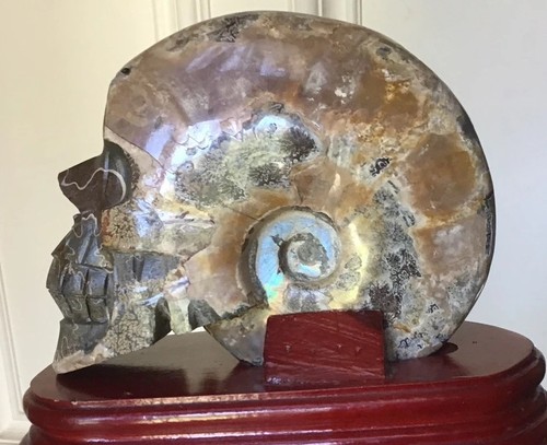 Unique large natural ammonite - unique,
