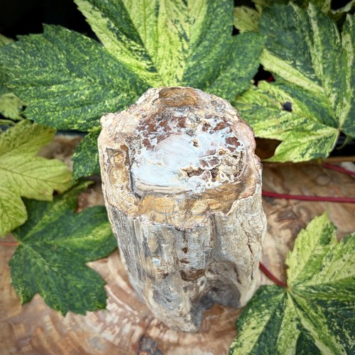 Petrified fossil wood - petrified, stump