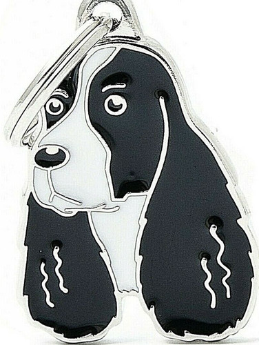 Springer spaniel dog - springer,