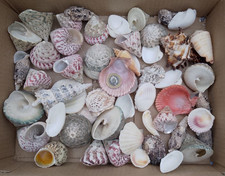 1kg Mixed Sizes Species Grades Natural Sea Shells Photo Is What You Receive R7