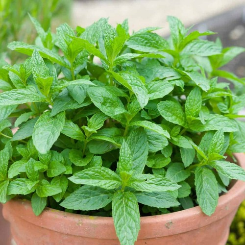 Mint herb plant 14cm - 14cm,