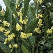 SWEET BAY TREE GARDEN PLANT EVERGREEN HARDY LAUREL SHRUB LAURUS NOBLIIS 9CM POT