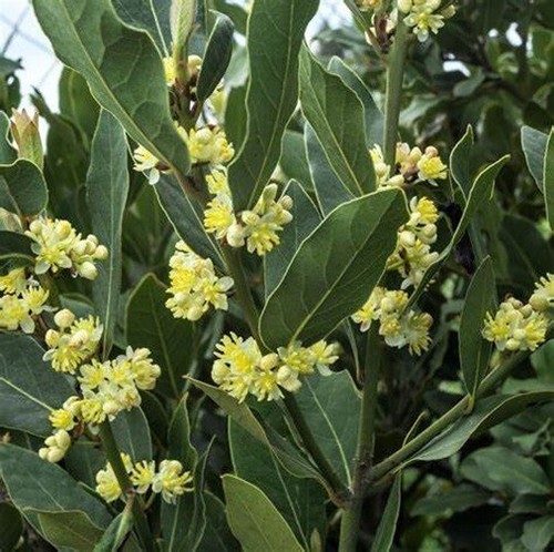 Sweet bay tree - tree, garden