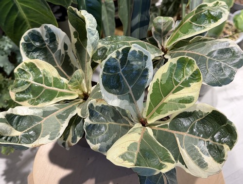 Fiddle leaf fig variegated - fiddle,