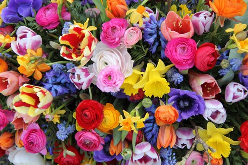 Bulbs mixed bag of - mixed,