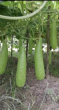 Bottle Gourd Plant 2 Pieces