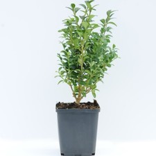 Buxus Sempervirens Classic
