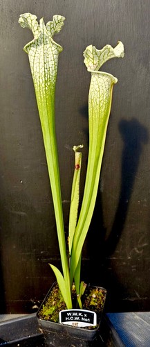 Sarracenia wilkerson white - sarracenia,