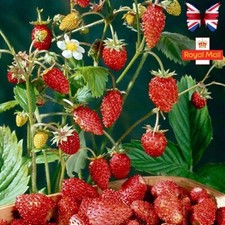 ALPINE STRAWBERRY 100 SEEDS