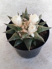 Ariocarpus Trigonus - 12cm vase - own seed root