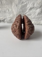 Anatomical Human Brain Model