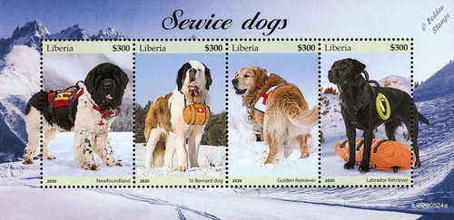 Service dogs newfoundland st - service,