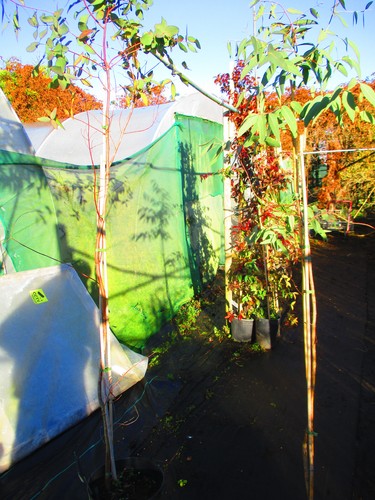 Large 6ft inc pot tasmanian - large,