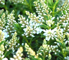 HEBE LIGHT white Outdoor Hardy Evergreen Flowering Garden Shrub in small pot