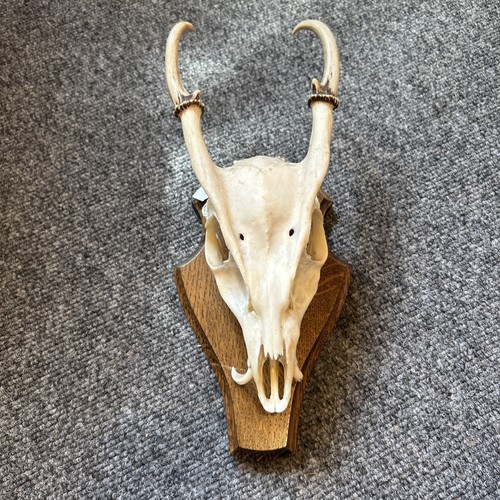 Muntjac buck deer skull - buck,