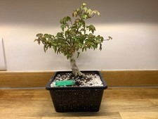 Trident Maple Bonsai Tree