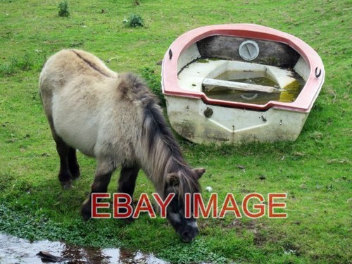 Photo shetland pony and boat - photo,