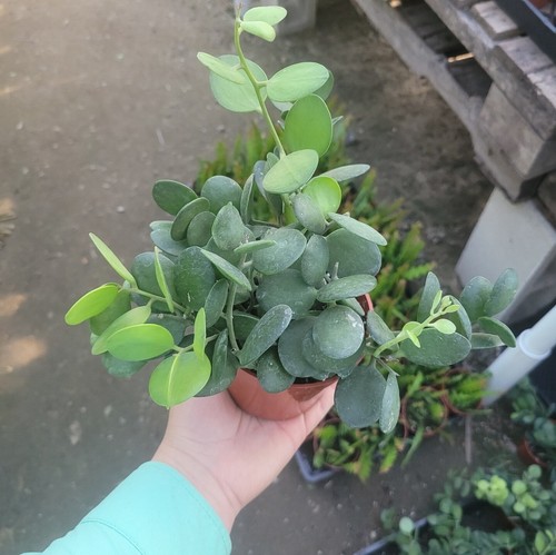 Silver dollar plant - silver, |