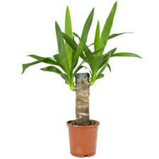 Yucca Elephantipes Spineless Yucca Live Indoor Decorative Houseplant in 12cm Pot