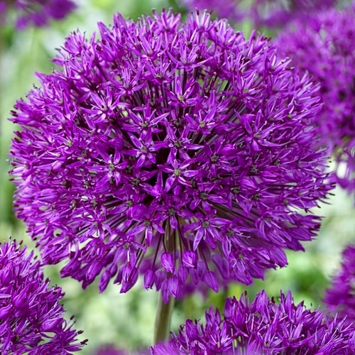 Allium purple sensation bulbs - sensation,