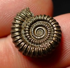 Crucilobiceras pyrite ammonite fossil (16 mm) Jurassic Coast Fossils UK minerals