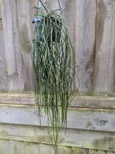  Rhipsalis puniceodiscus-jungle cactus