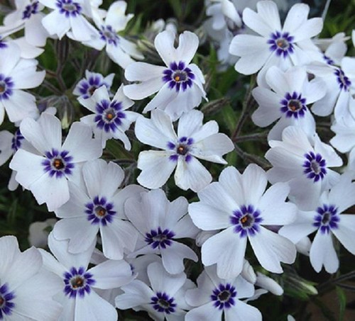 Phlox subulata bavaria - subulata, 'bavaria'