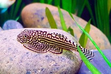 1x - Dazzling Medium Goldring Butterfly Hillstream Loach - FAST SHIP