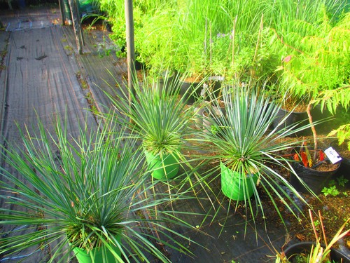 Hardy beaked yucca - beaked,