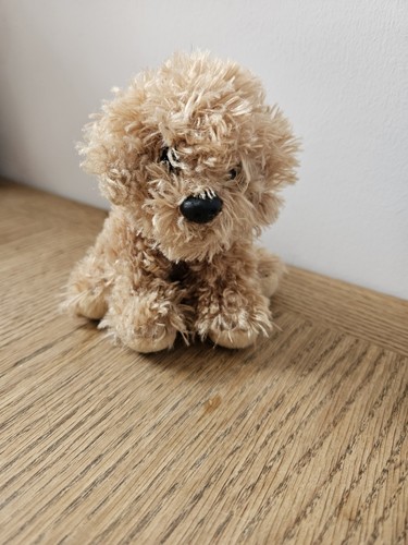 Suki labradoodle puppy dog - suki,