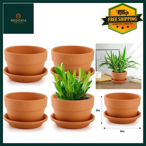 Terracotta plant pots with - plant,