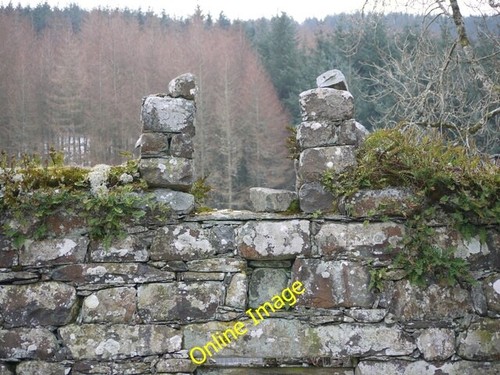 Photo 6x4 view pine forest - to,
