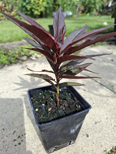 Crimson bonfire copper - crimson,