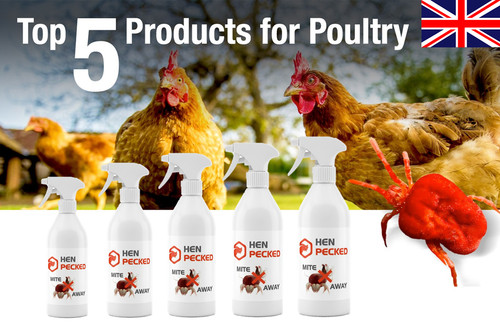 Hen pecked red - pecked,