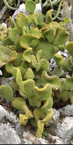 Opuntia microdasys var