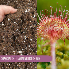 SUNDEW COMPOST With Perlite -