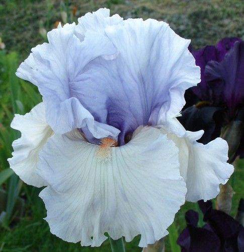 Tall bearded iris silver - tall,